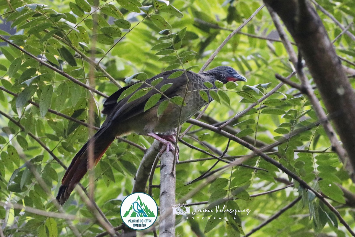 Colombian Chachalaca - ML646092658