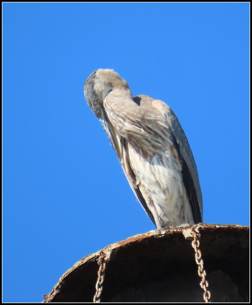 Koartza hauskara amerikarra - ML646092660