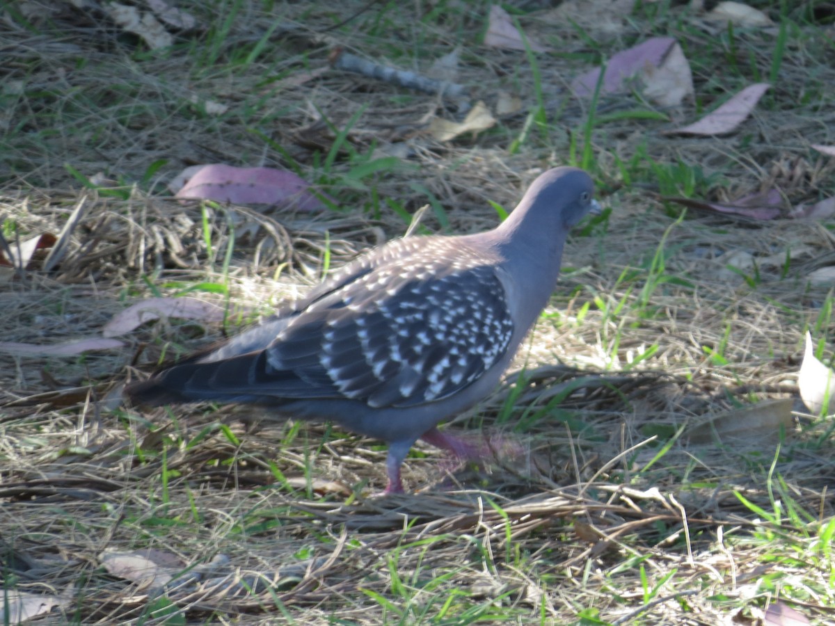 Spot-winged Pigeon - ML646092662