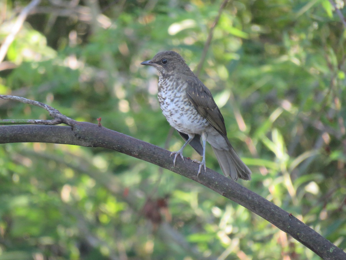 Creamy-bellied Thrush - ML646092664