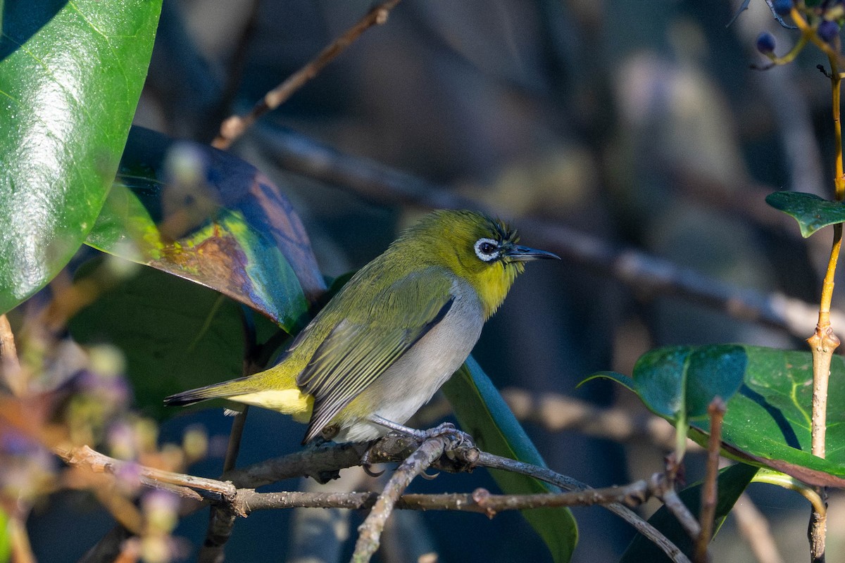 Swinhoe's White-eye - ML646092665