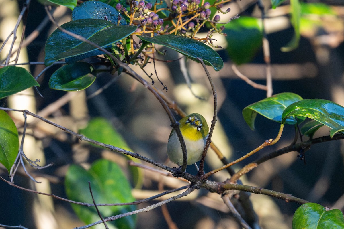 Swinhoe's White-eye - ML646092666