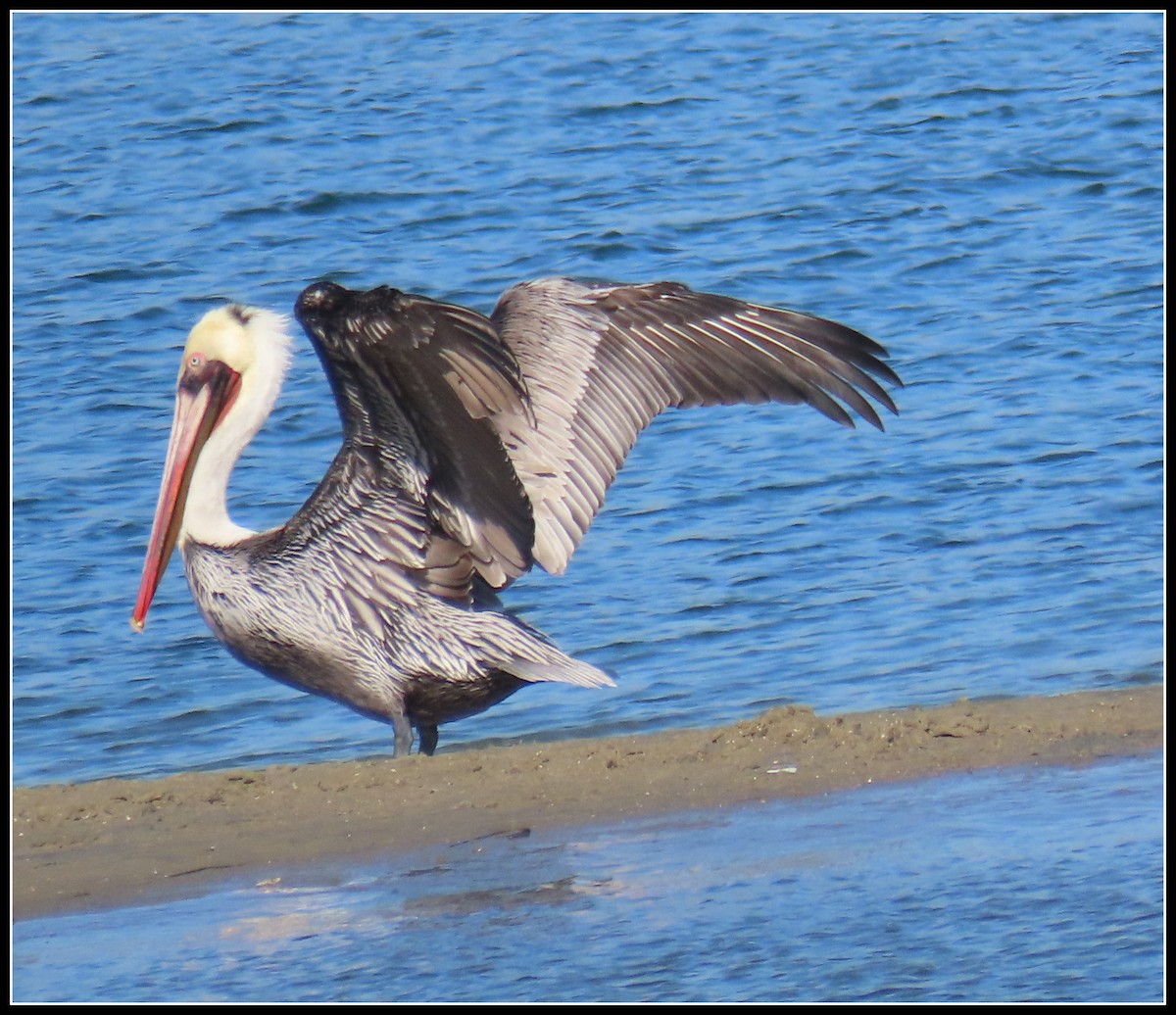 שקנאי חום - ML646092667