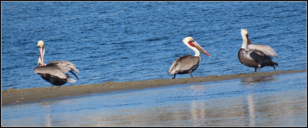 שקנאי חום - ML646092668
