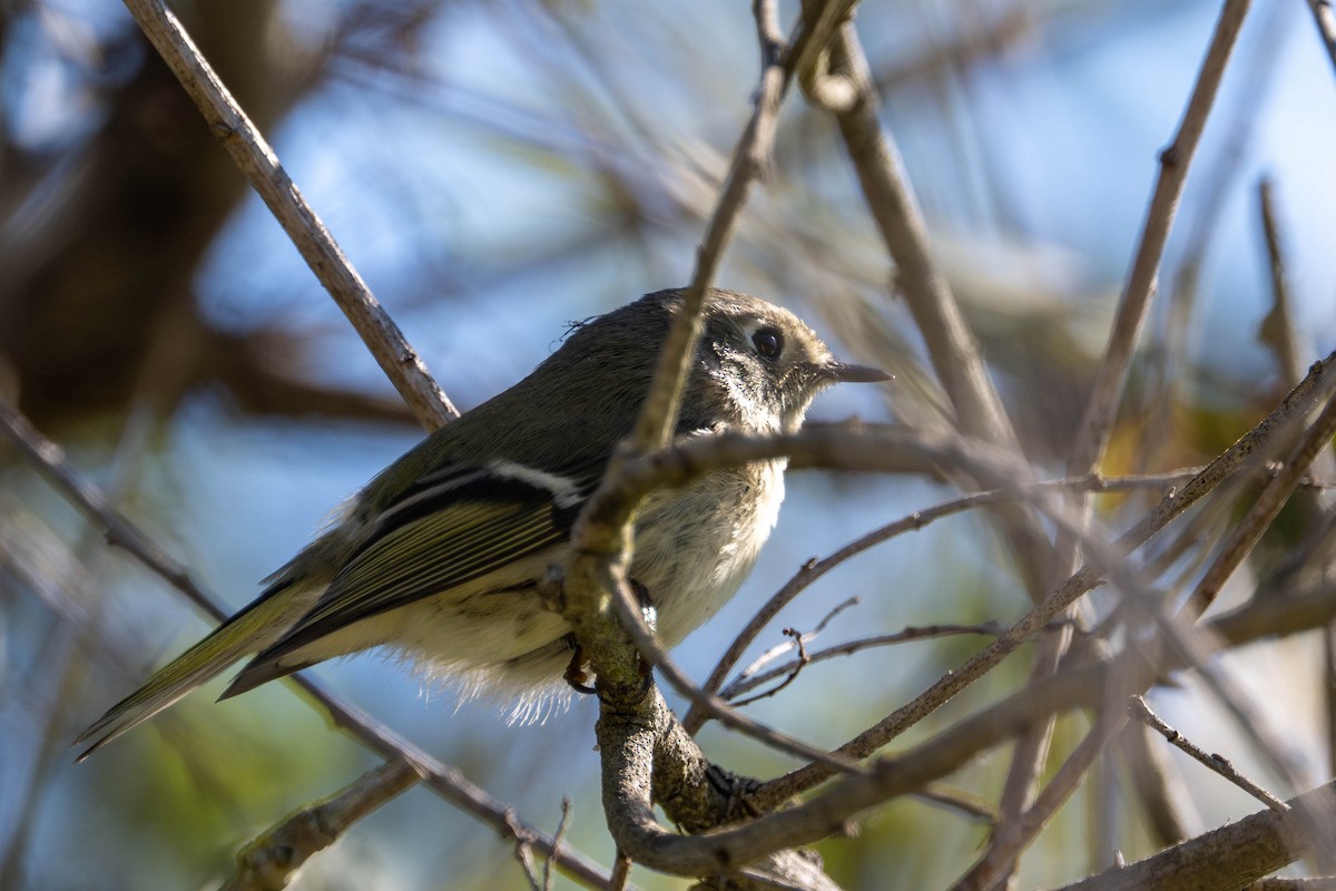 מלכילון אמריקני - ML646092669