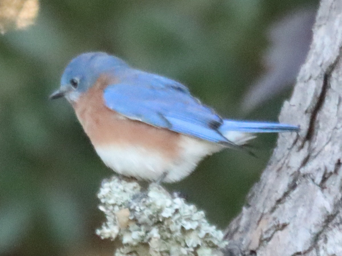 Eastern Bluebird - ML646092670