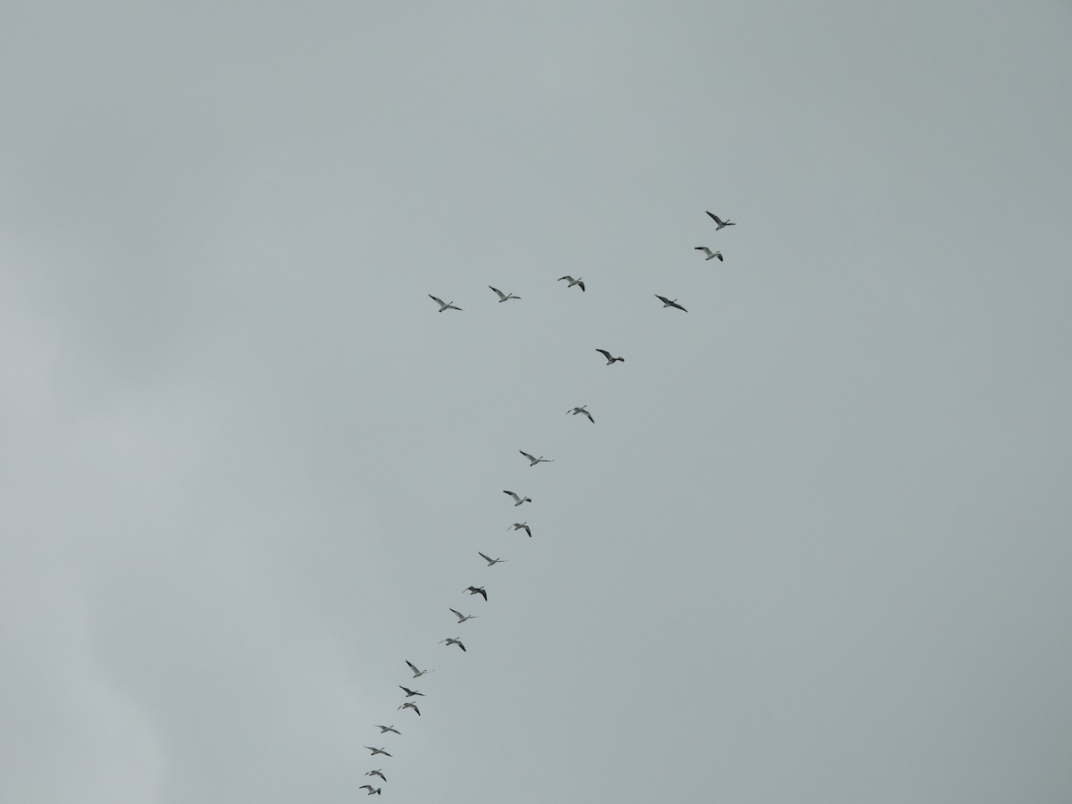 אווז שלג - ML646092671