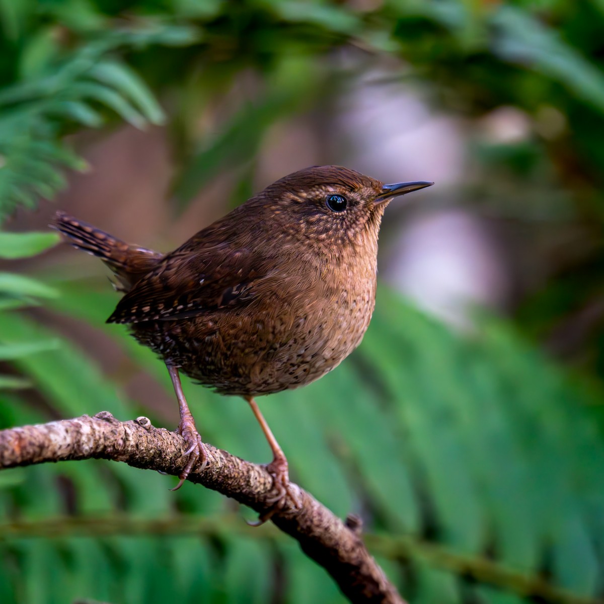 Pacific Wren - ML646092672