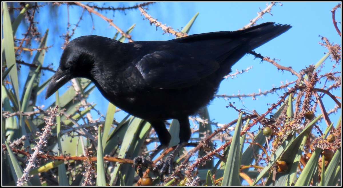 American Crow - ML646092673