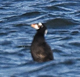 קטיפנית משברים - ML646092676