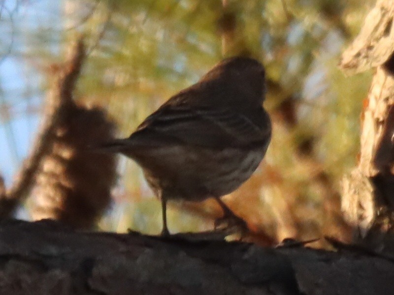 House Finch - ML646092678