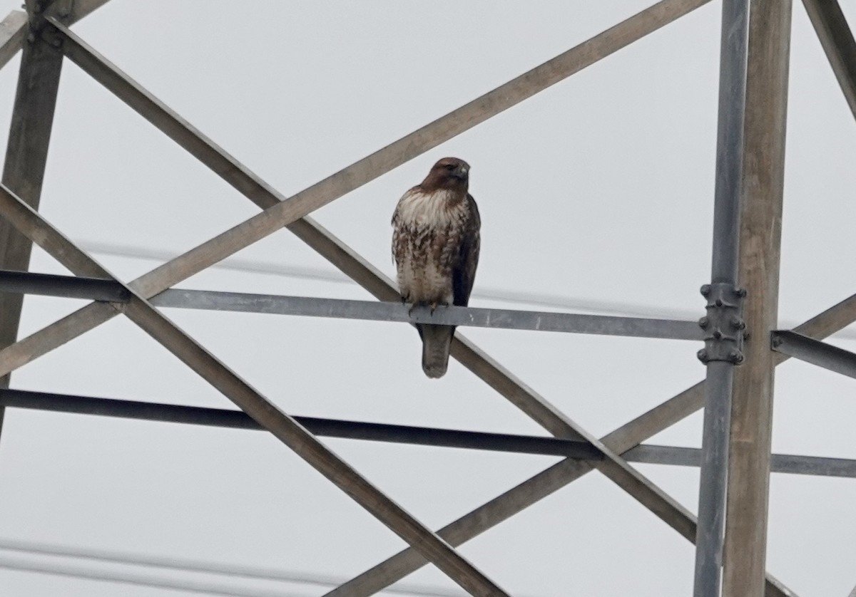 Red-tailed Hawk - ML646092679