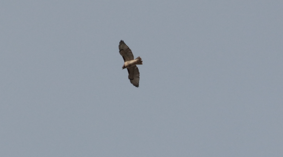 Red-tailed Hawk - ML646092681