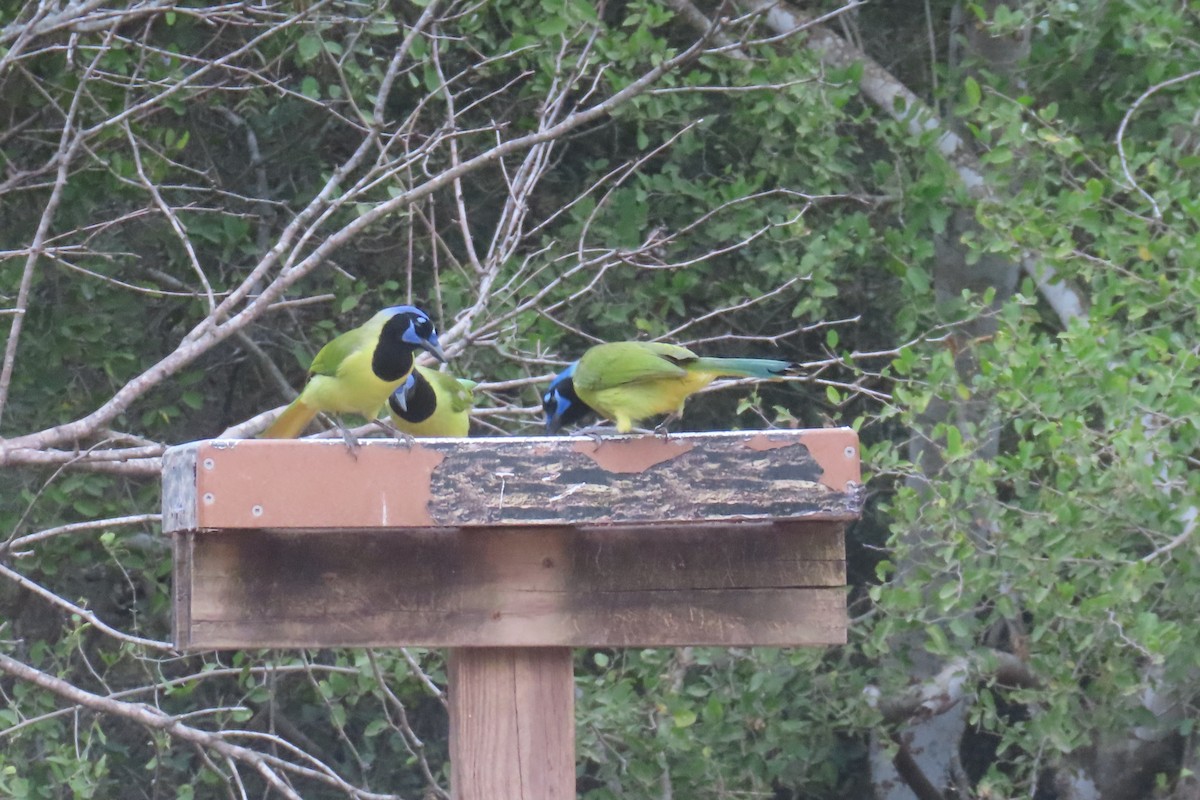 Green Jay - ML646092687