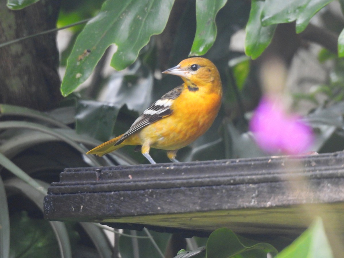 Bullock's Oriole - ML646092689