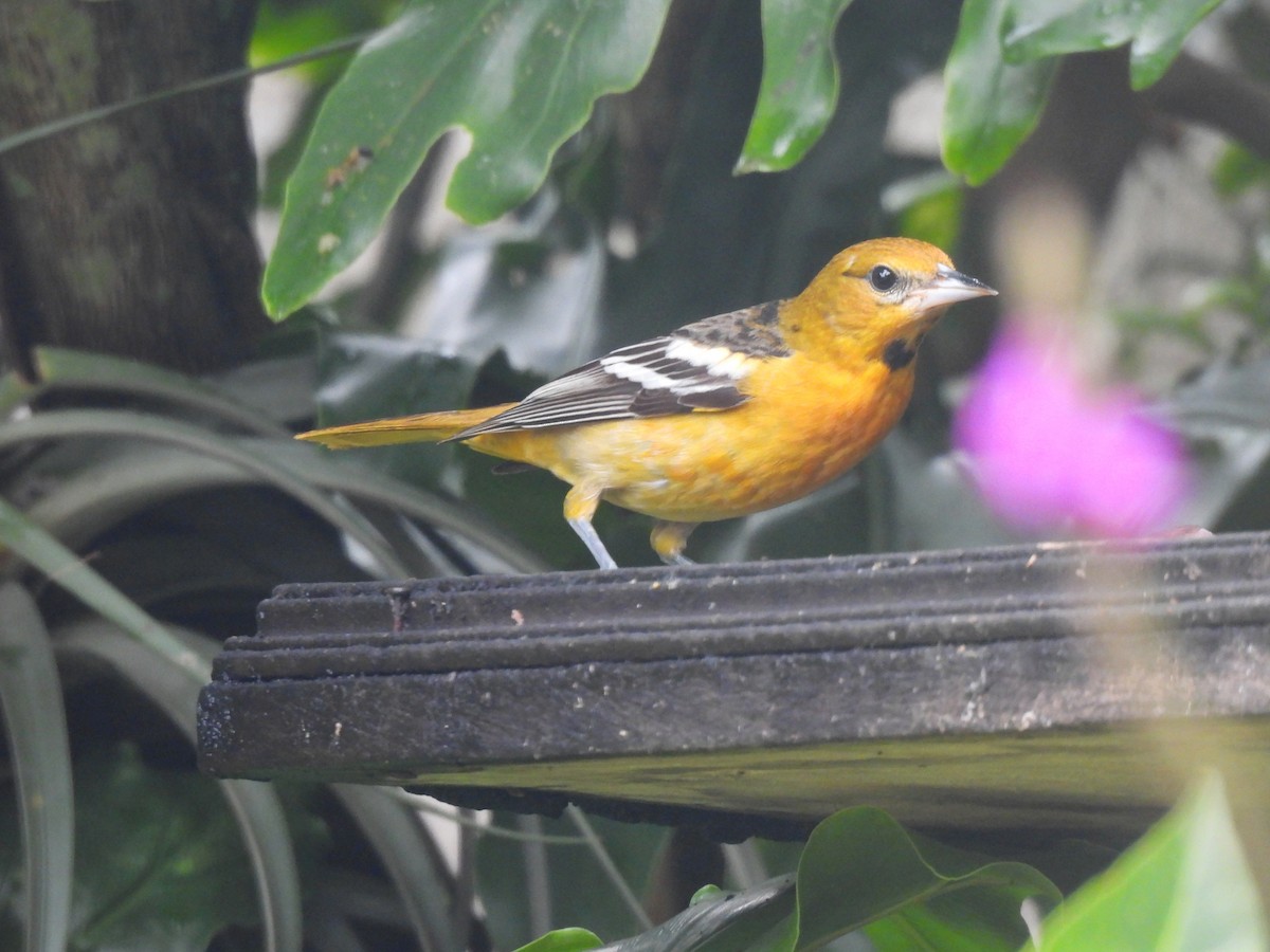 Bullock's Oriole - ML646092690