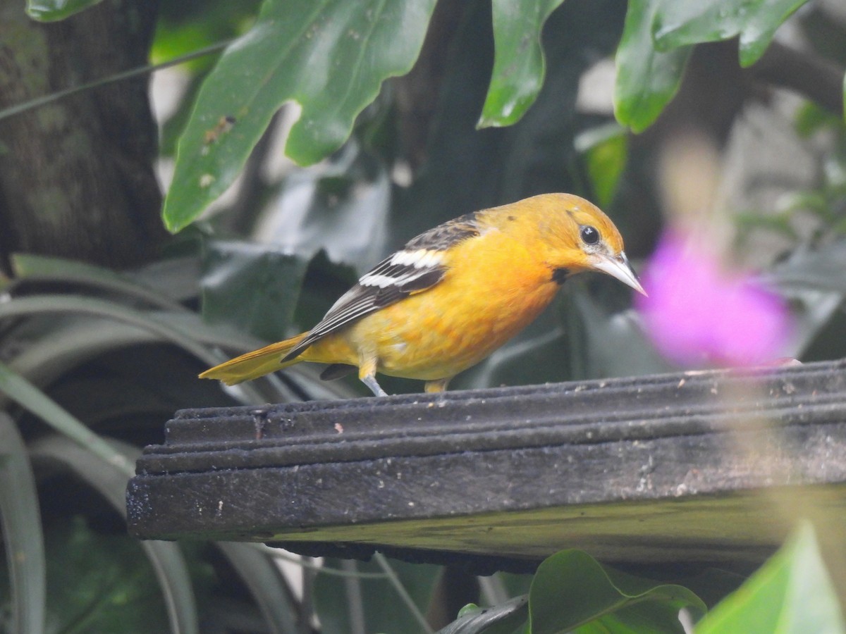 Bullock's Oriole - ML646092691