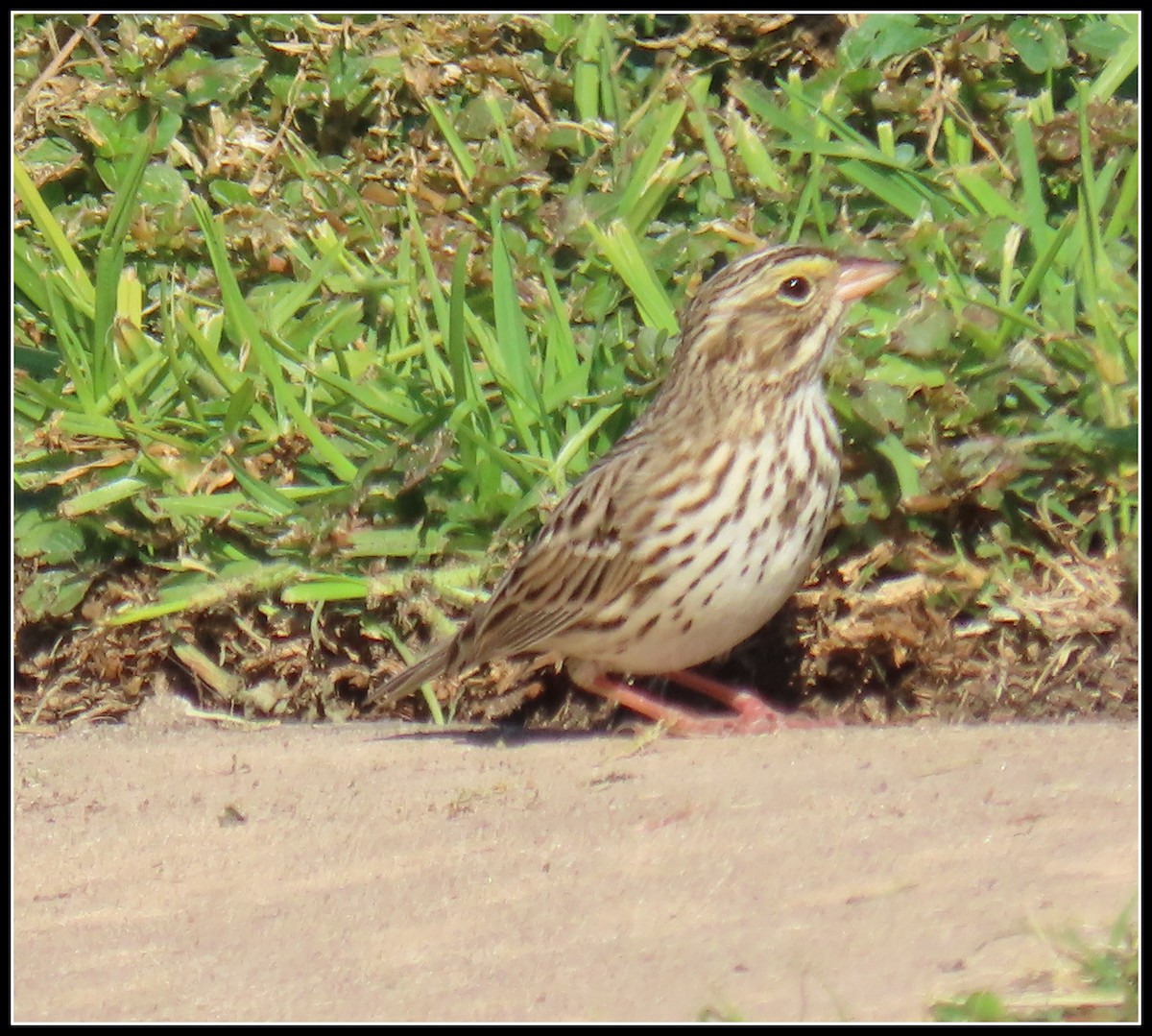 Savannah Sparrow - ML646092695