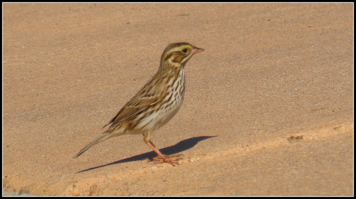 גיבתונית ערבות - ML646092696