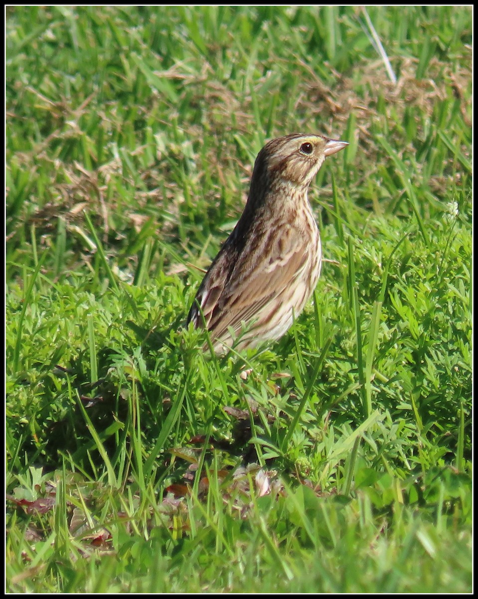 גיבתונית ערבות - ML646092697