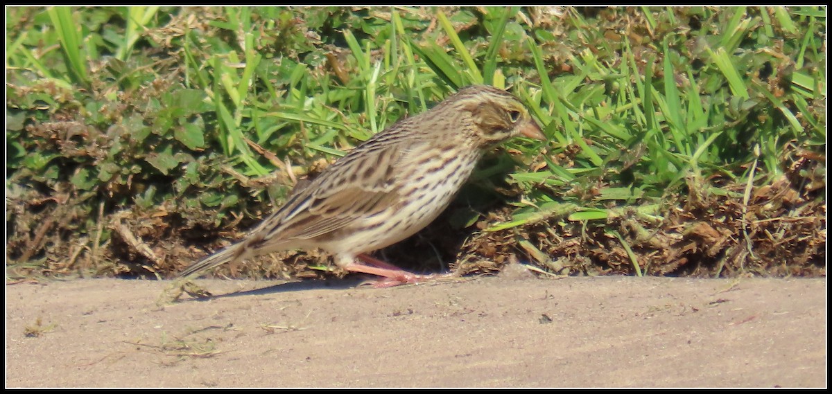 גיבתונית ערבות - ML646092698