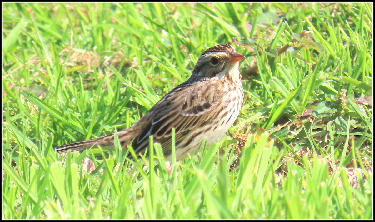 גיבתונית ערבות - ML646092699