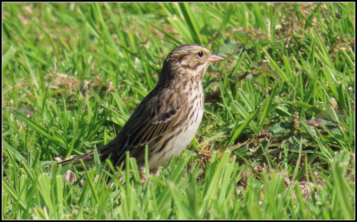Savannah Sparrow - ML646092700