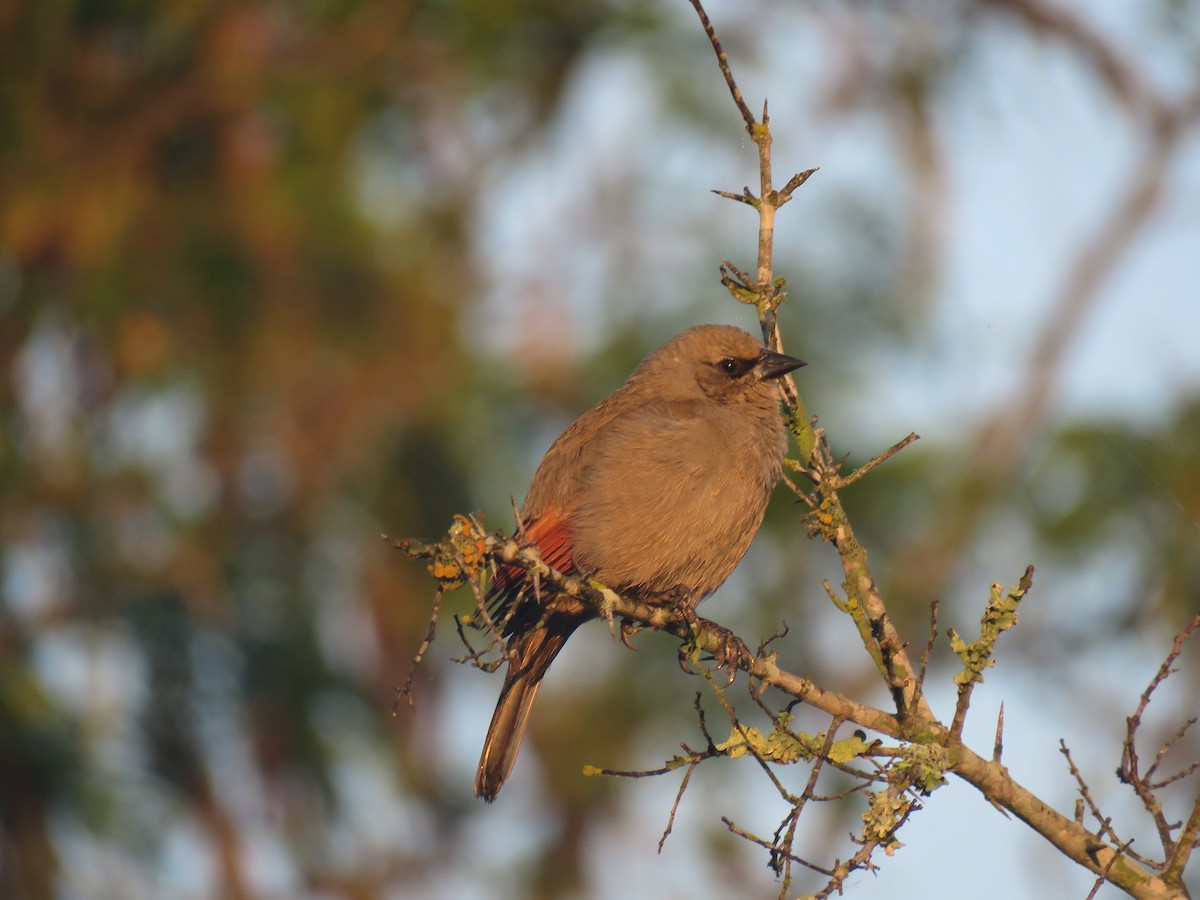 Grayish Baywing - ML646092701