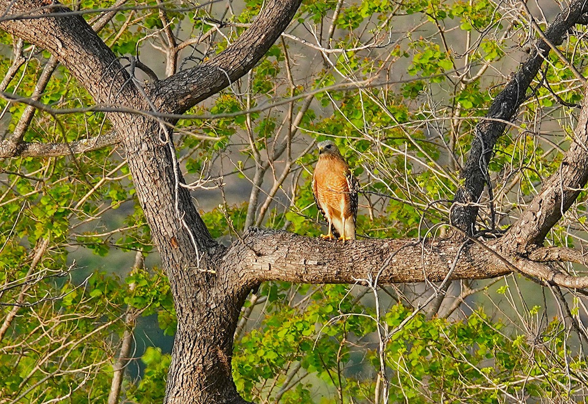 Red-shouldered Hawk - ML646092702