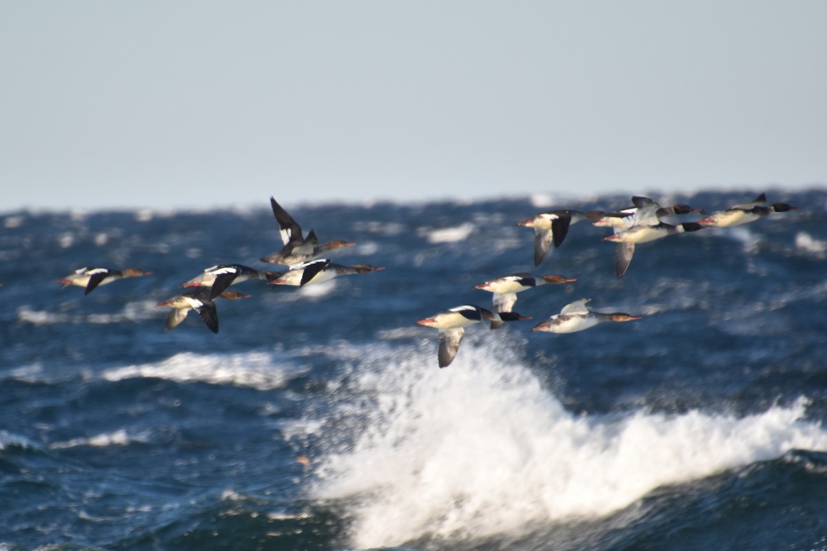 מרגון בינוני - ML646092703