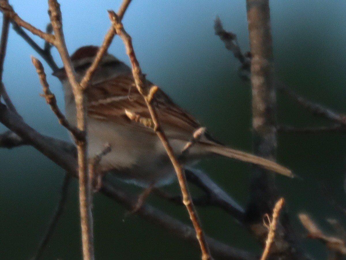 Chipping Sparrow - ML646092704