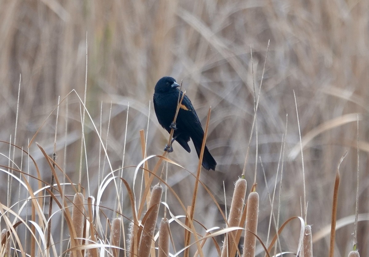 Red-winged Blackbird - ML646092707
