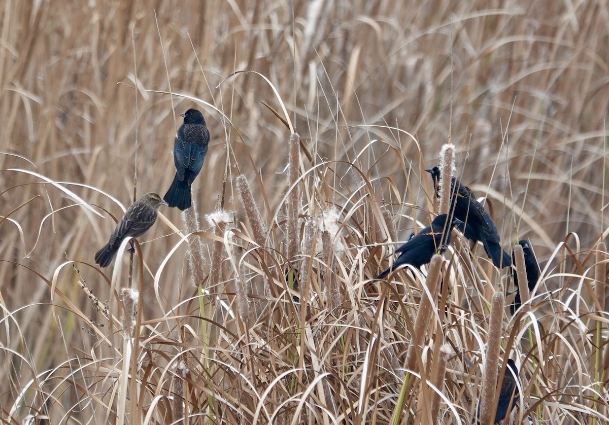 Red-winged Blackbird - ML646092708