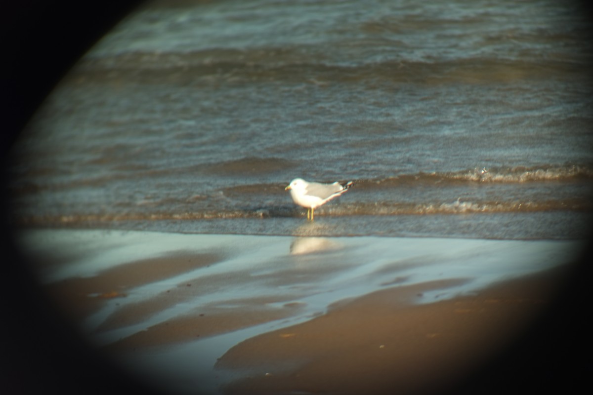 Ring-billed Gull - ML646092710