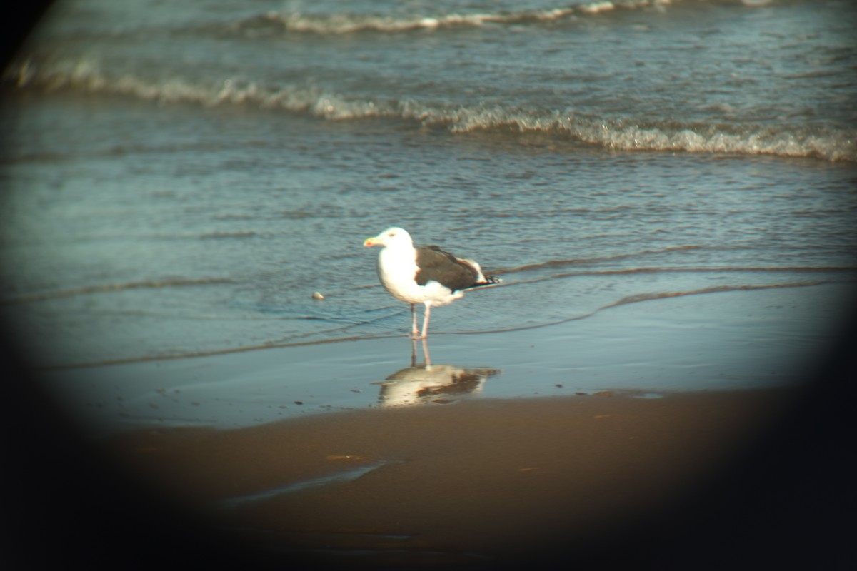 Great Black-backed Gull - ML646092714