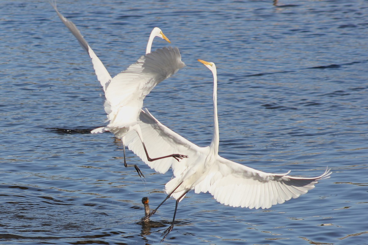 Great Egret - ML646092715