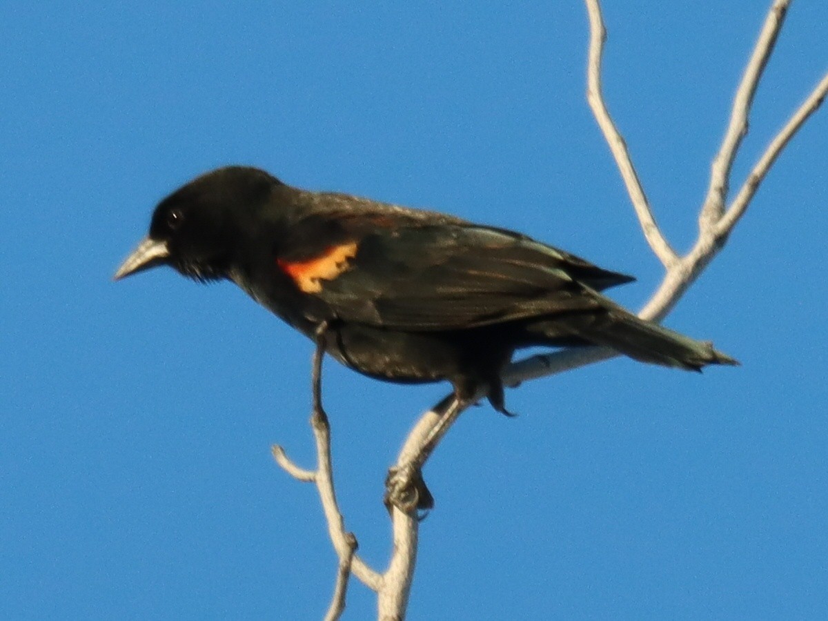 Red-winged Blackbird - ML646092716