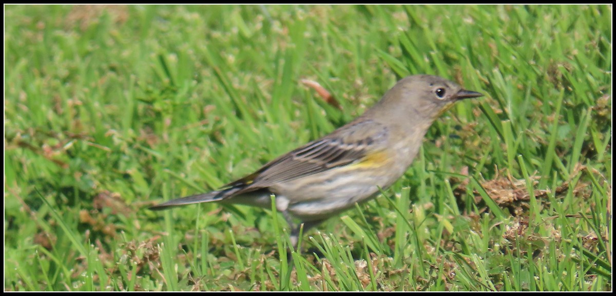 Yellow-rumped Warbler - ML646092718