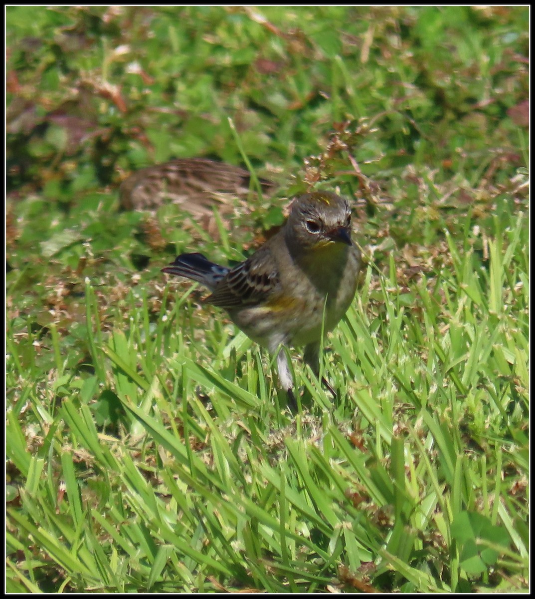 Yellow-rumped Warbler - ML646092719