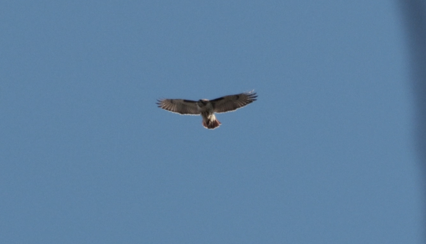 Red-tailed Hawk - ML646092724