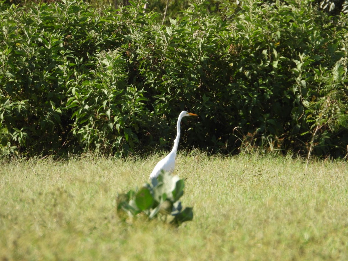Great Egret - ML646092737