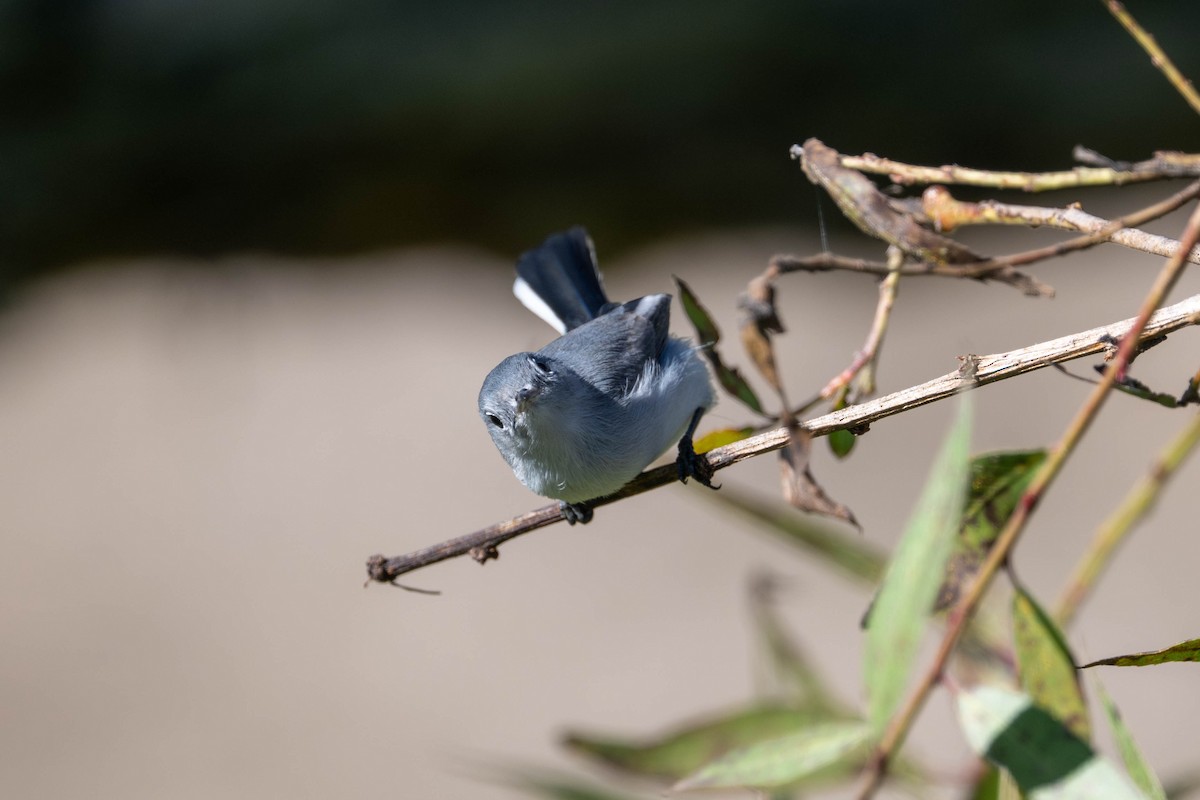 ブユムシクイ - ML646092747