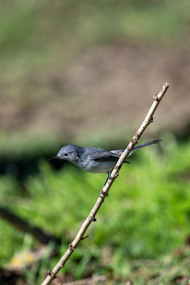 ブユムシクイ - ML646092748