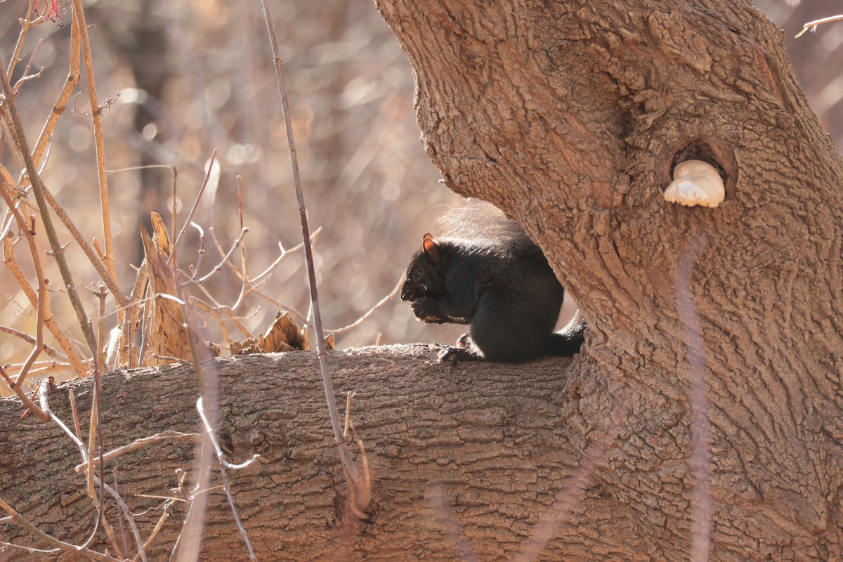 Eastern Gray Squirrel - ML646092749