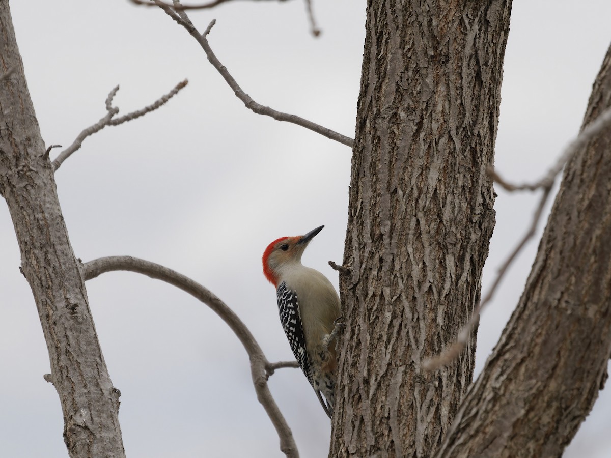 Каролинский дятел - ML646092759