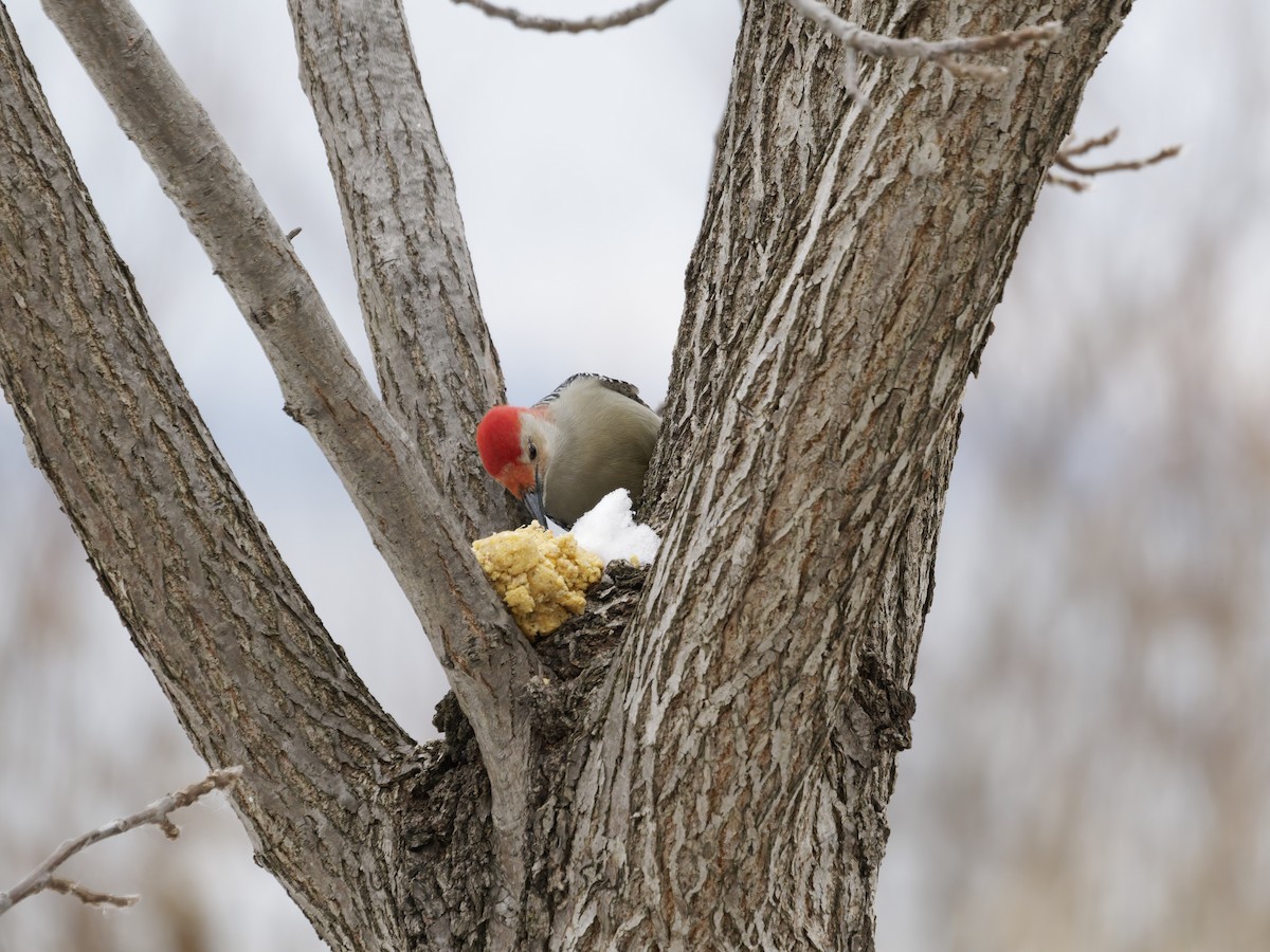 Каролинский дятел - ML646092760
