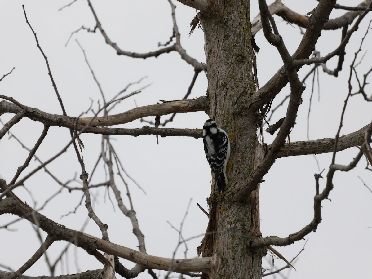 Downy Woodpecker - ML646092770