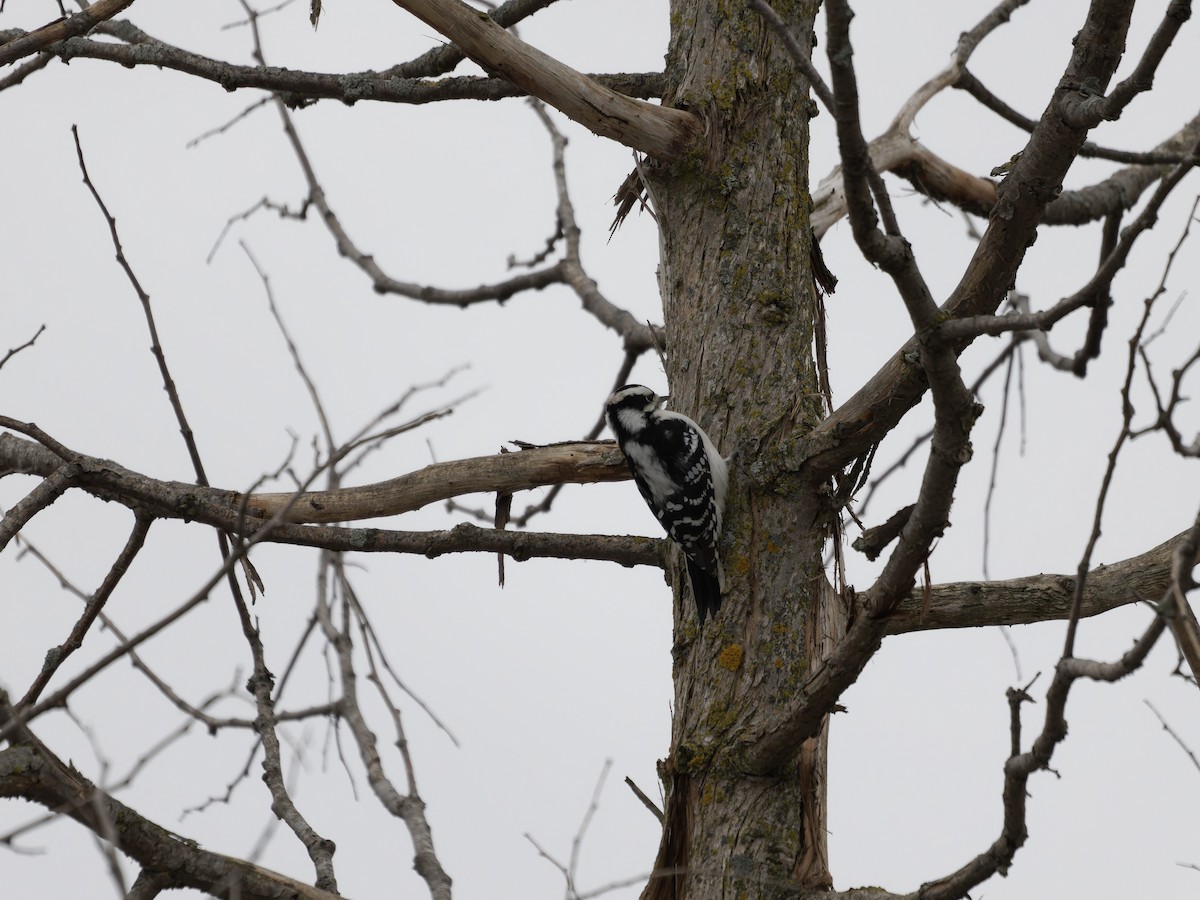 Downy Woodpecker - ML646092771