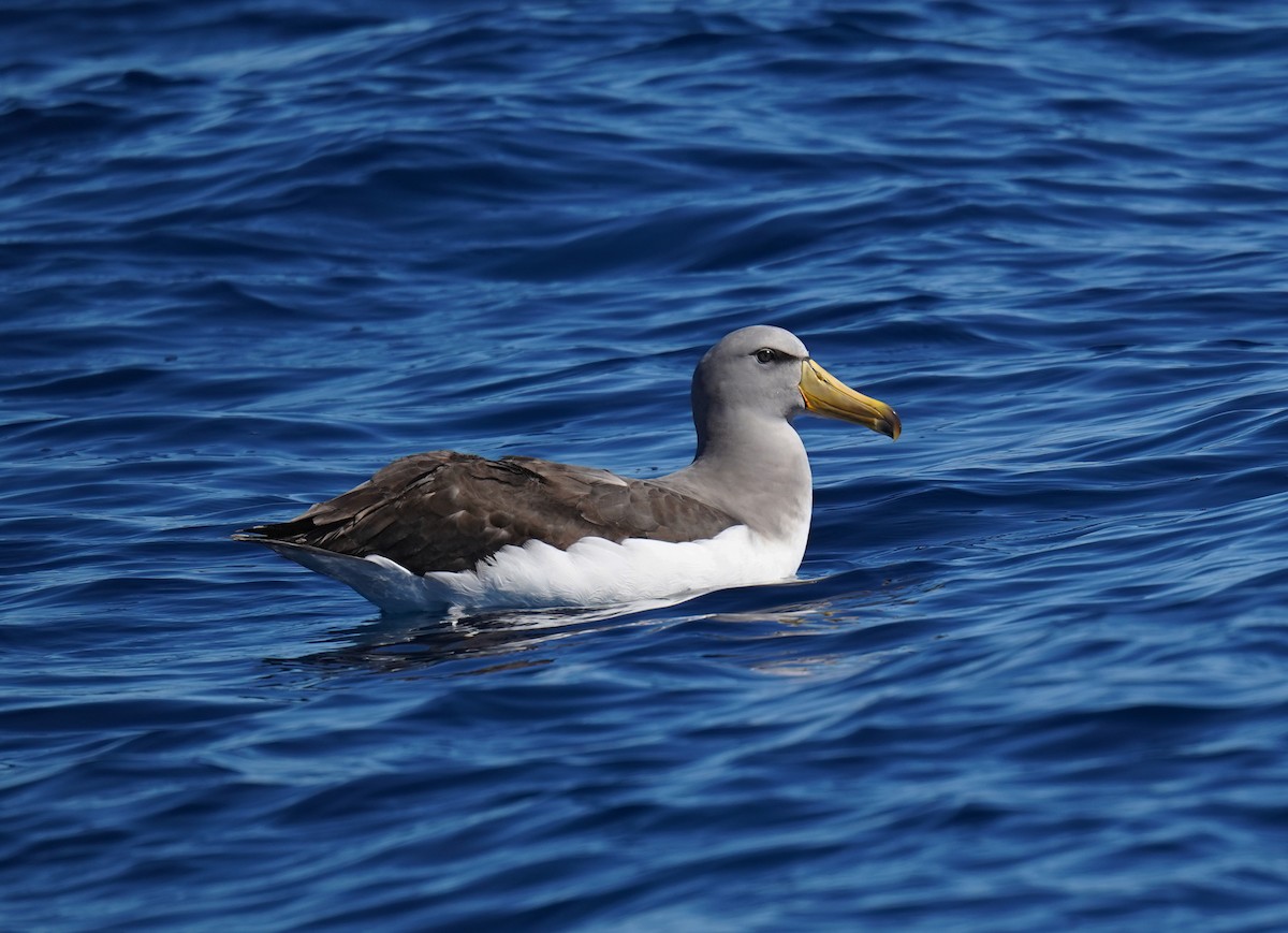 Chatham Albatross - ML646092783