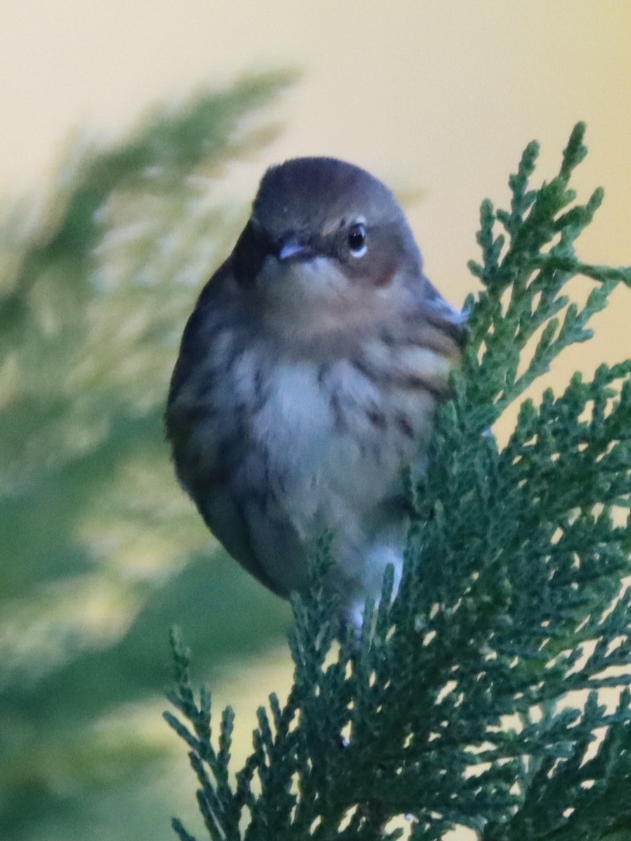Yellow-rumped Warbler - ML646092791